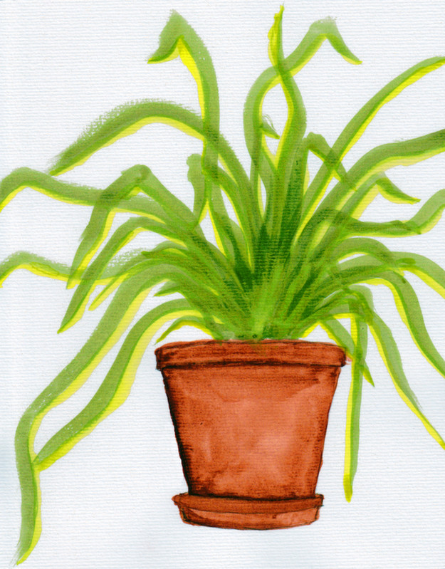 Potted Plant